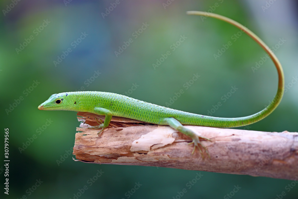 emerald tree skink lizard on the branch