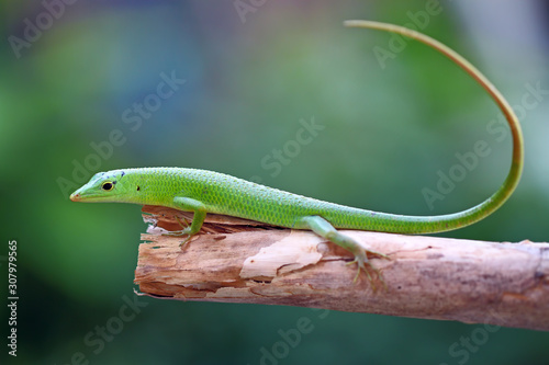 emerald tree skink lizard on the branch