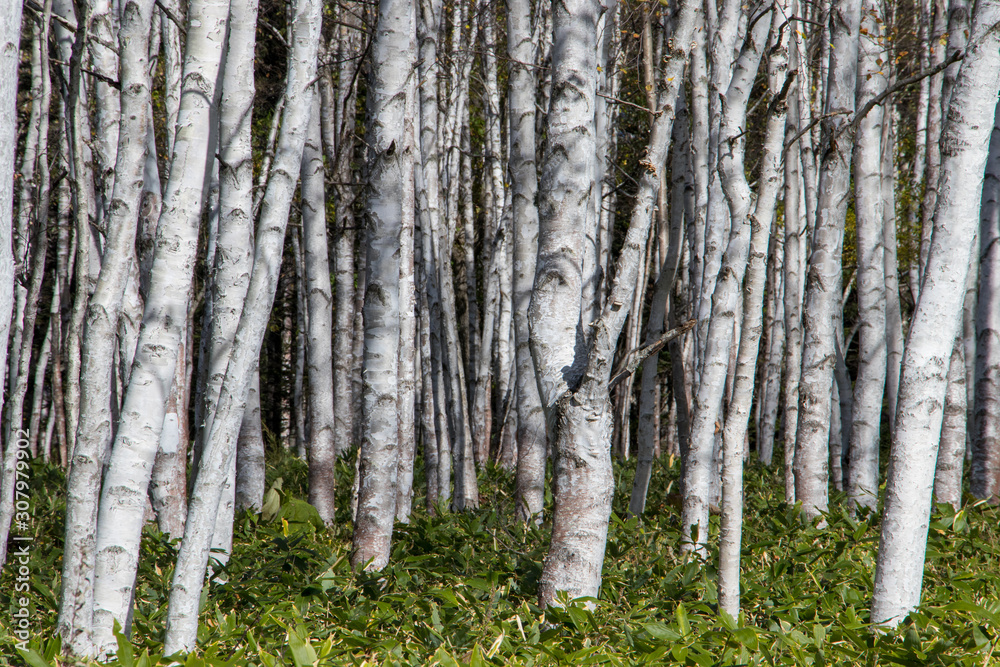 trees in forest trees in forest