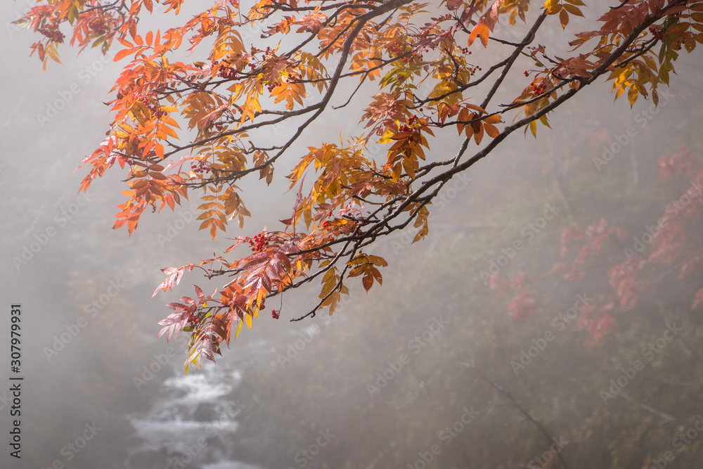 Fototapeta premium tree in autumn