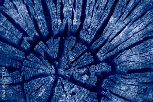 Closeup of natural wood. Beautiful abstract texture on a stump in modern blue color with shallow depth of field