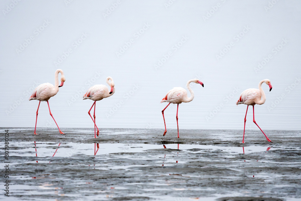 Fototapeta premium Group of Pink Flamingos at Walvis Bay, Namibia.