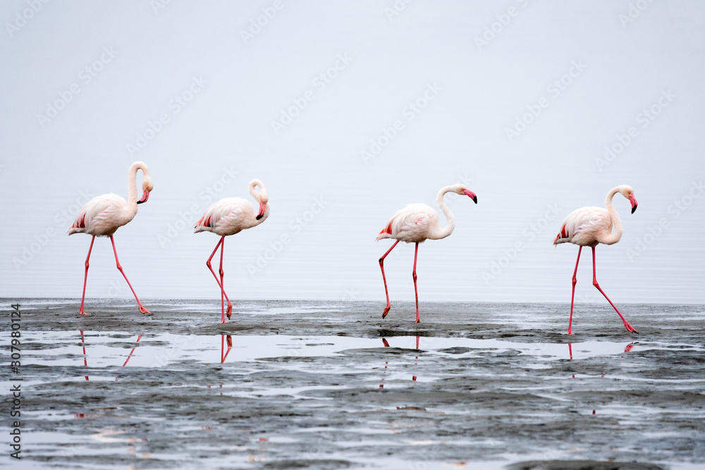 Group of Pink Flamingos at Walvis Bay, Namibia.