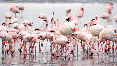 Group of Pink Flamingos at Walvis Bay, Namibia. © Sugrit
