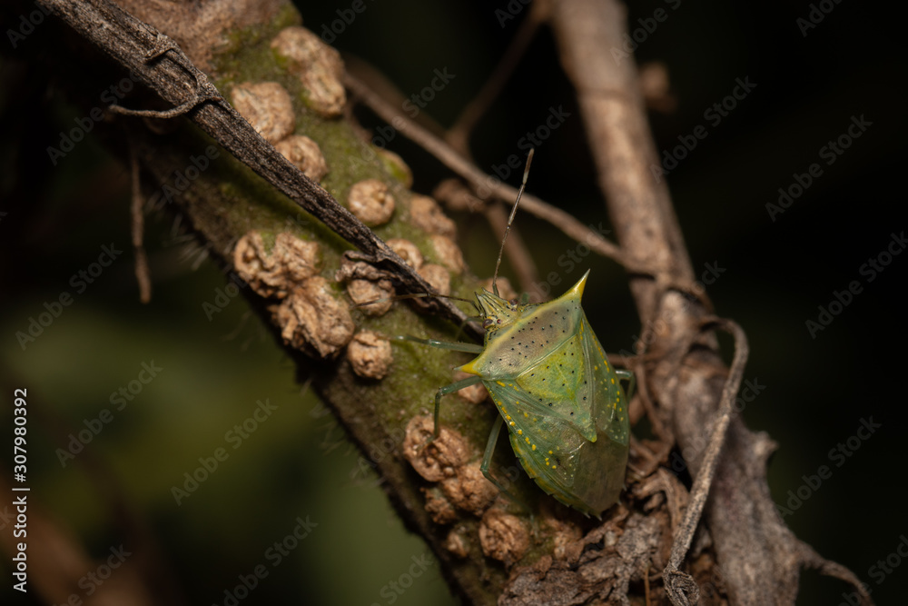 Green Bug Green Bug