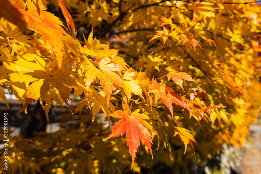 Yellow maple leaves in autumn with blurred background, from Shirakawa-go, Gifu Prefecture, Japan. Yellow maple leaves in autumn with blurred background, from Shirakawa-go, Gifu Prefecture, Japan.