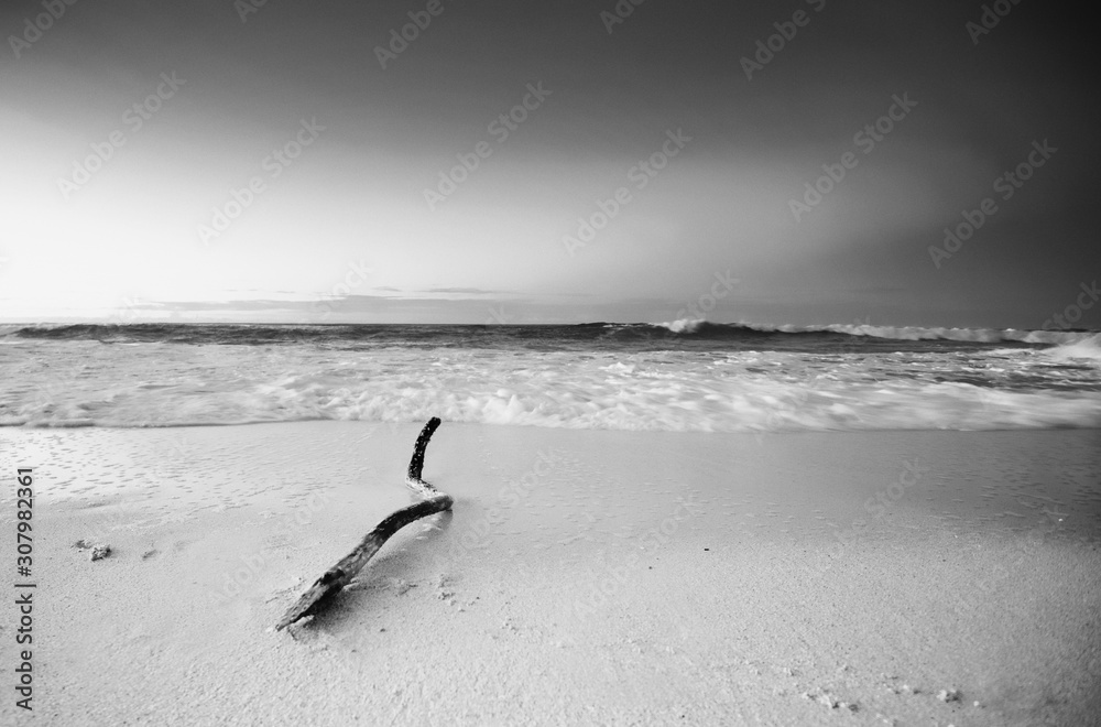 Fototapeta premium Slow exposure of a large branch washing up on shore at a sandy beach