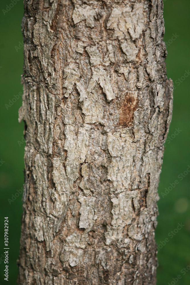 Wooden Bark Texture Background Pattern Wallpaper Close up Wooden Bark Texture Background Pattern Wallpaper Close up