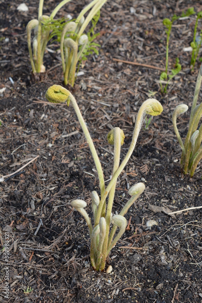 Fototapeta premium FALL TREES - VARIOUS COLORS, VARIOUS CLOSE UPS AND VARIOUS VISTAS