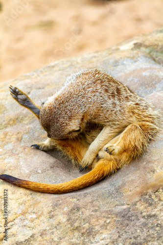 Solo Meerkat cleaning it's leg photo