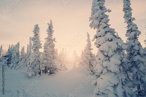 Sunset above frozen snow cowered pine trees forest  cold winter day