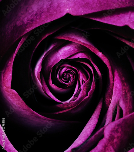 The Bud opens into a bright, sensitive rose flower with drops of water on the soft petals. Print. A close-up image of a real rose. Macro.