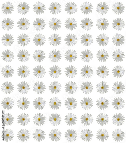 A clear a series of twin white flowers, daisies. Print. Beautiful floral background. White flowers on a white background. Chamomile. Background with isolated chamomiles. © Bumble Bamboo