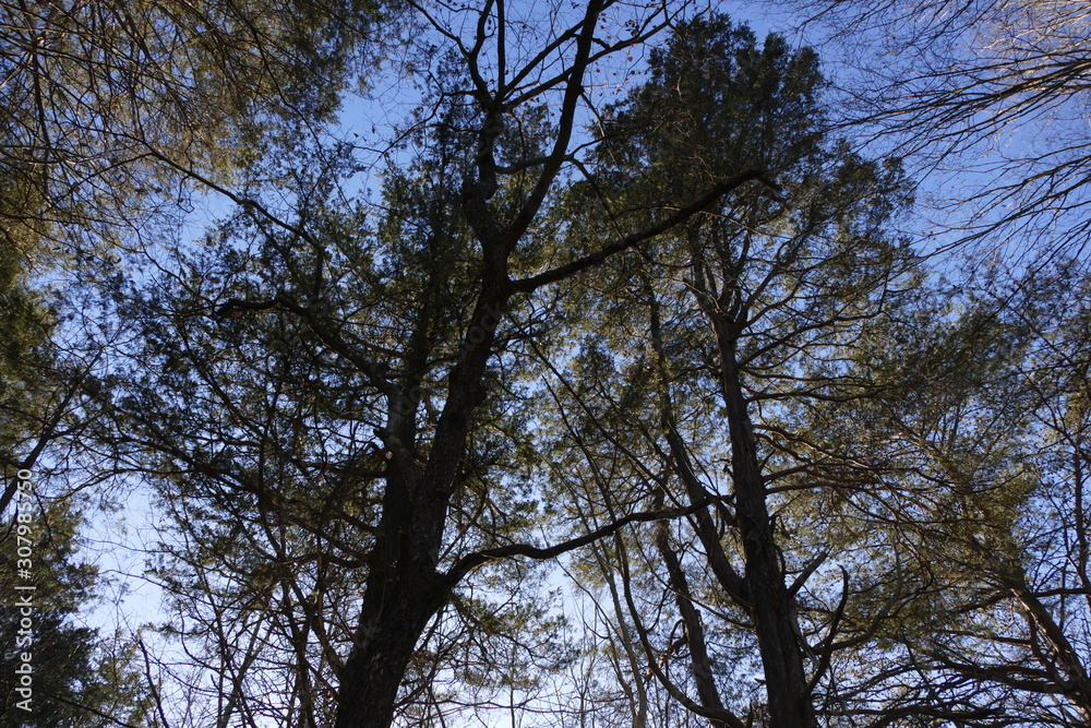 dogwood pine and cedar, early December dogwood pine and cedar, early December