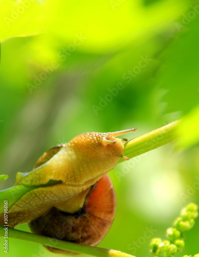 Grape snail.