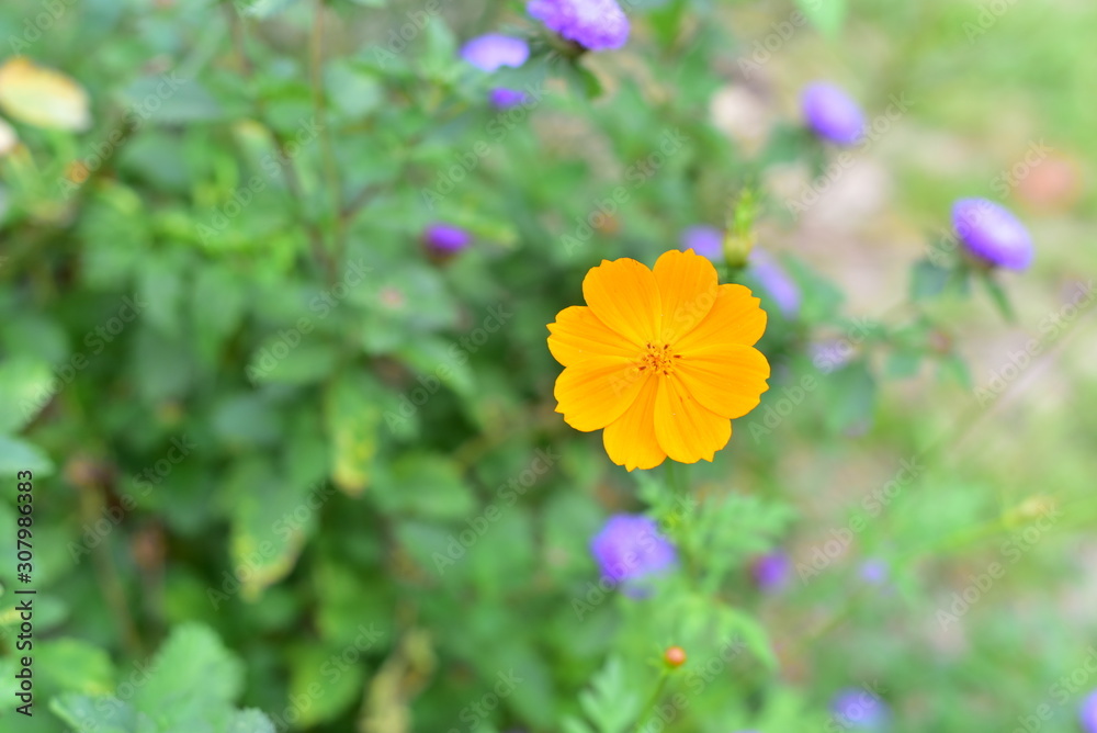 Yellow Mexican Aster flowers in the garden Yellow Mexican Aster flowers in the garden