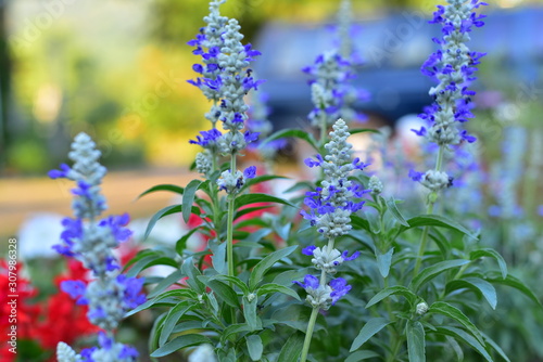 blue flowers in the garden