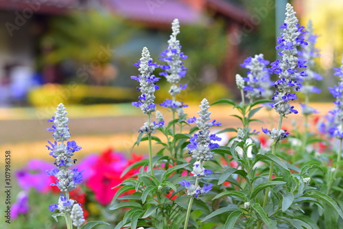 blue flowers in the garden