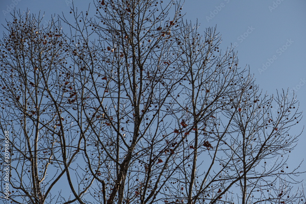 sycamore at twilight early December sycamore at twilight early December