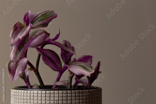 Close-up Shot of a Wandering Jew Lilac Against a Grey Background