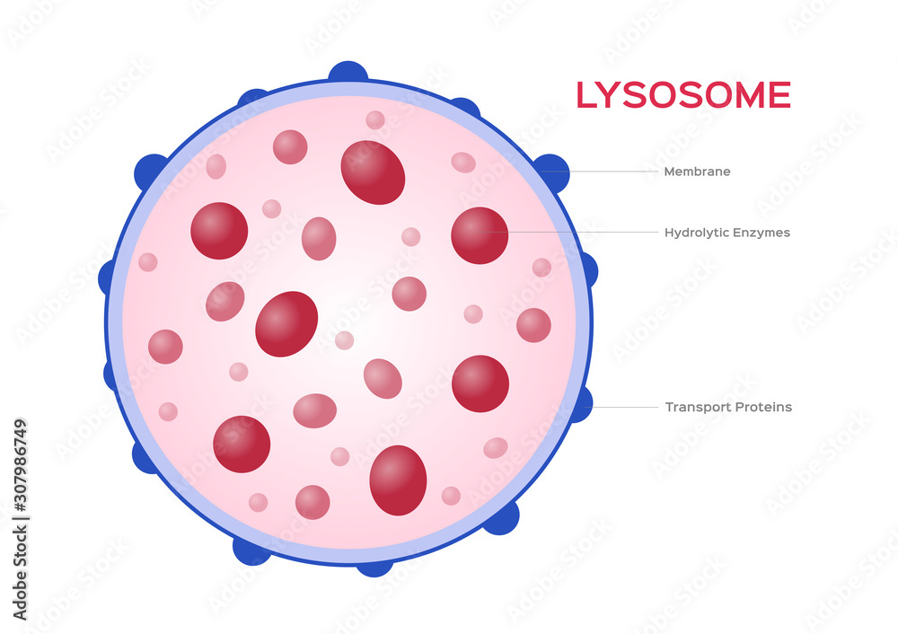Lysosome Hydrolytic enzymes and Membrane cell vector / anatomy concept