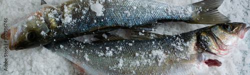 Raw sea bass on salty background. Healthy eating ingredient