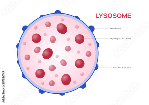 Lysosome Hydrolytic enzymes and Membrane cell vector / anatomy concept photo