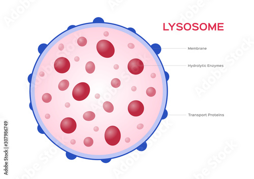 Lysosome Hydrolytic enzymes and Membrane cell vector / anatomy concept