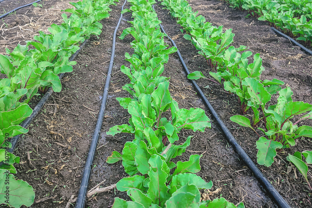 young beet plants with drip irrigation in spring. young beet plants with drip irrigation in spring.
