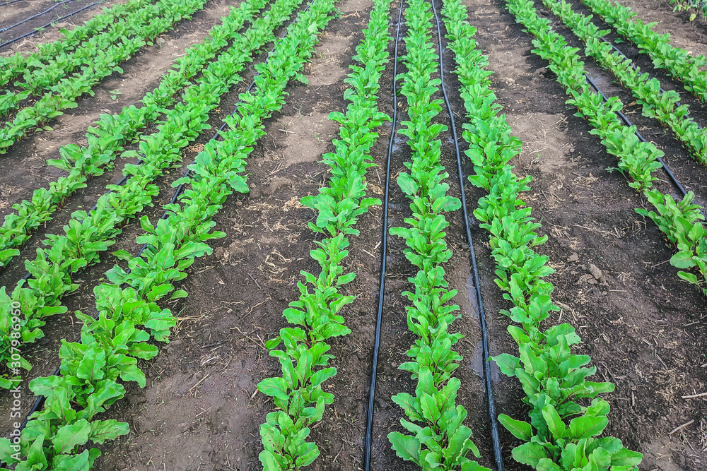 young beet plants with drip irrigation in spring. young beet plants with drip irrigation in spring.