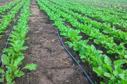 young beet plants with drip irrigation in spring.