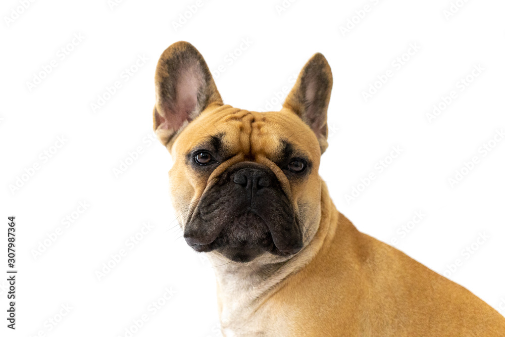 Milo the Frenchie - French Bulldog - White Background