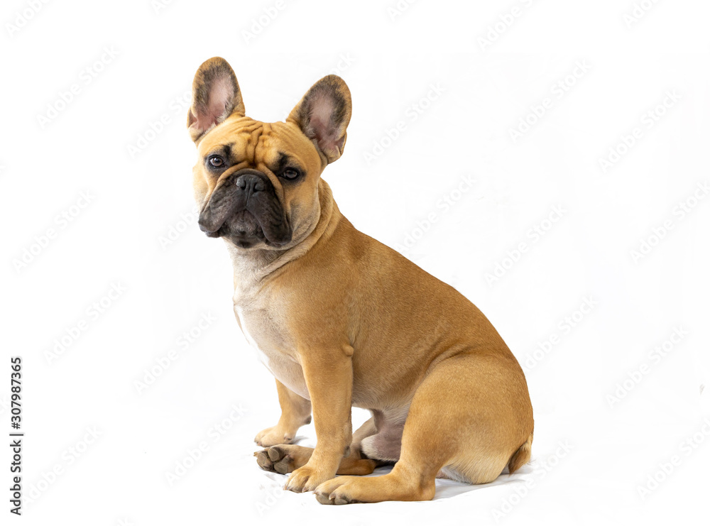 Milo the Frenchie - French Bulldog - White Background - Sitting