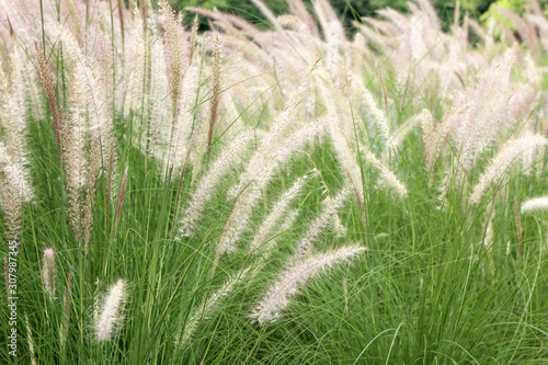 Grass flower in soft focus vintage style