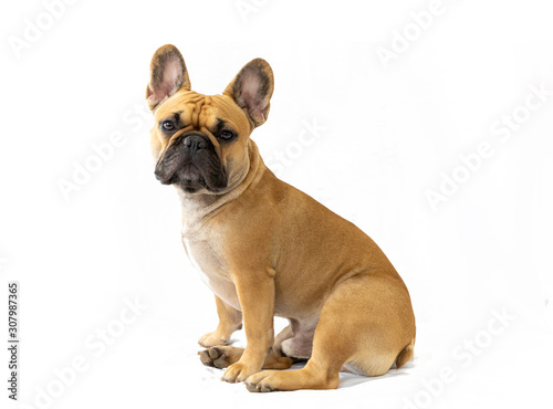 Milo the Frenchie - French Bulldog - White Background - Sitting