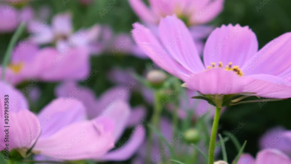 Beautiful flowers in the nature Beautiful flowers in the nature
