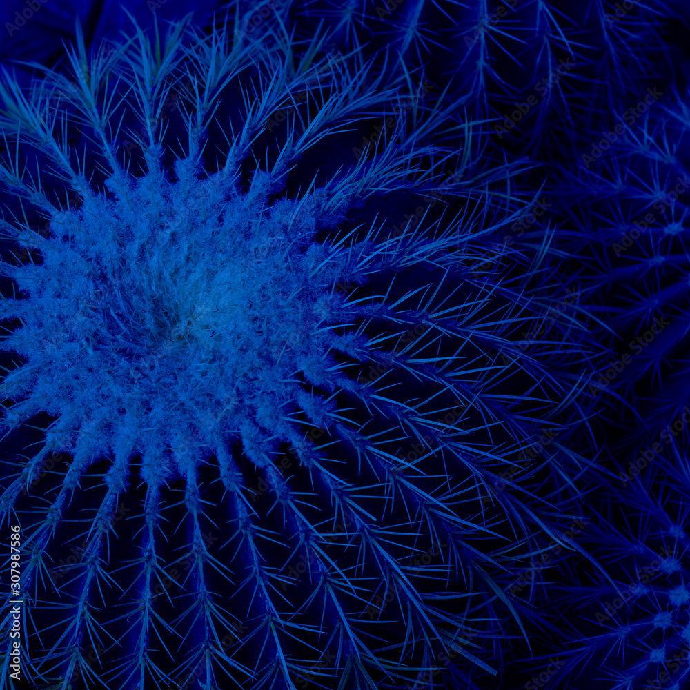 Obraz premium Top view of big Echinocactus, round cactus with small cacti, Square, Classic, blue monochrome, trend 2020