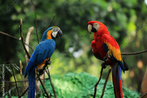 two yellow and red blue macaws live wild in animal conservation