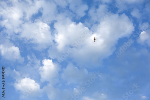 blue sky and a a bird. background