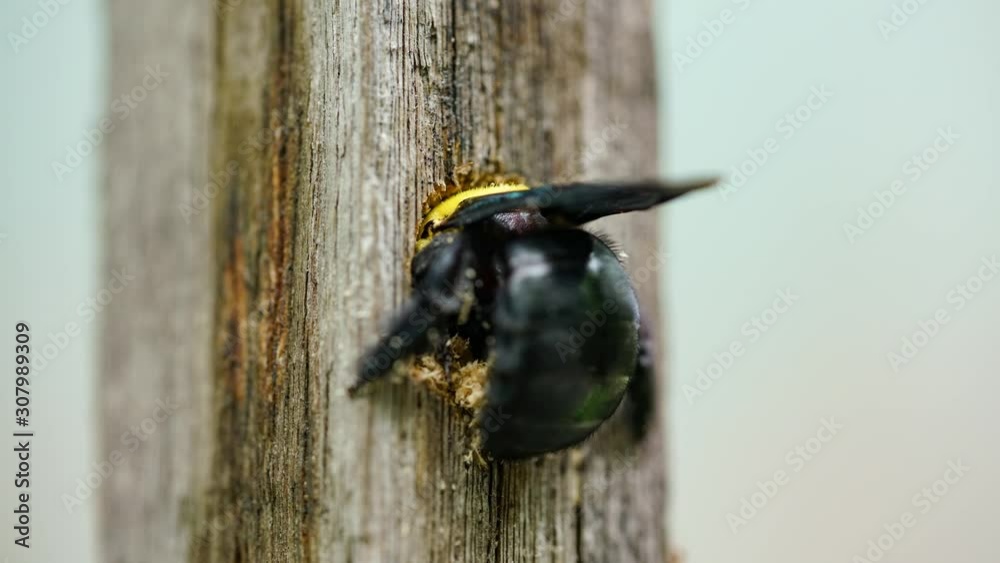 Xylocopa latipes or Tropical carpenter bee nesting in a dry wood ,Time lapse