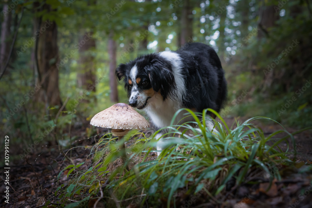Mini Australian Shepherd, walk in forest, autumn