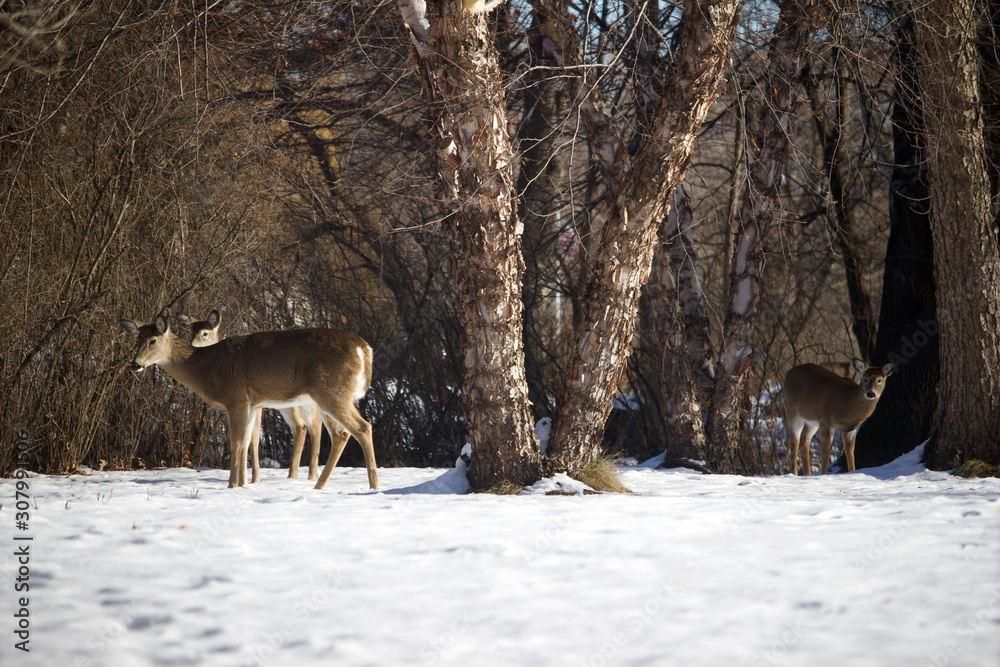 White-tail deer forage among birch trees in a ravine woodland in winter snow White-tail deer forage among birch trees in a ravine woodland in winter snow