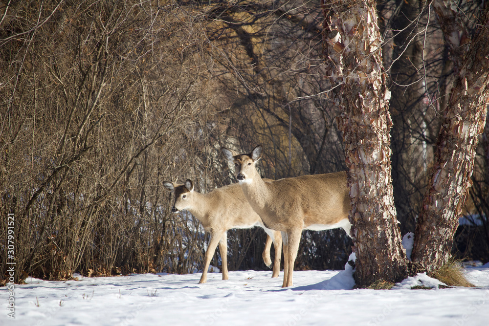 White-tail deer forage among birch trees in a ravine woodland in winter snow White-tail deer forage among birch trees in a ravine woodland in winter snow