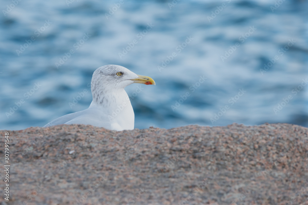 Fototapeta premium seagull on the beach