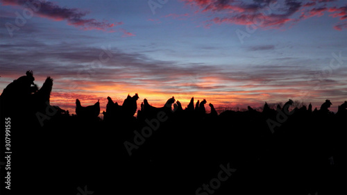 Silhouetted free-range chickens at dawn