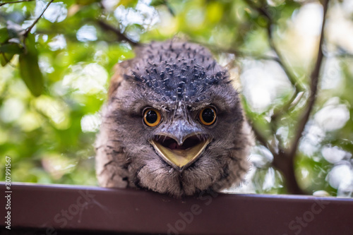 An owl (frogmouth) is staring angrily