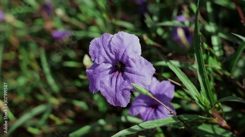 Honey Bee Finding and Collecting Sweet Pollen in a Ruellia Simplex Flower. Morning Work. Slow Motion Shot