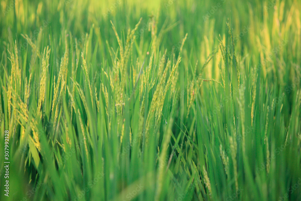 green paddy wheat field of grass from bali