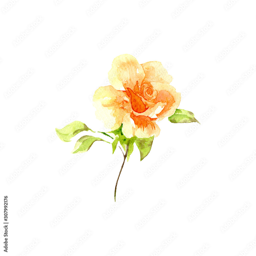 watercolor drawing watercolor drawing