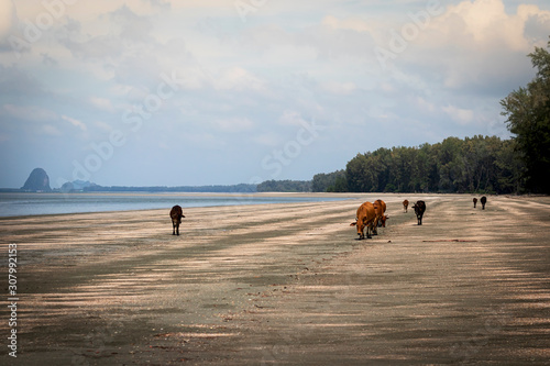 Many cows walking on the beach. Pak Meng Beach, Chao Mai Beach National Park, Trang, Thailand